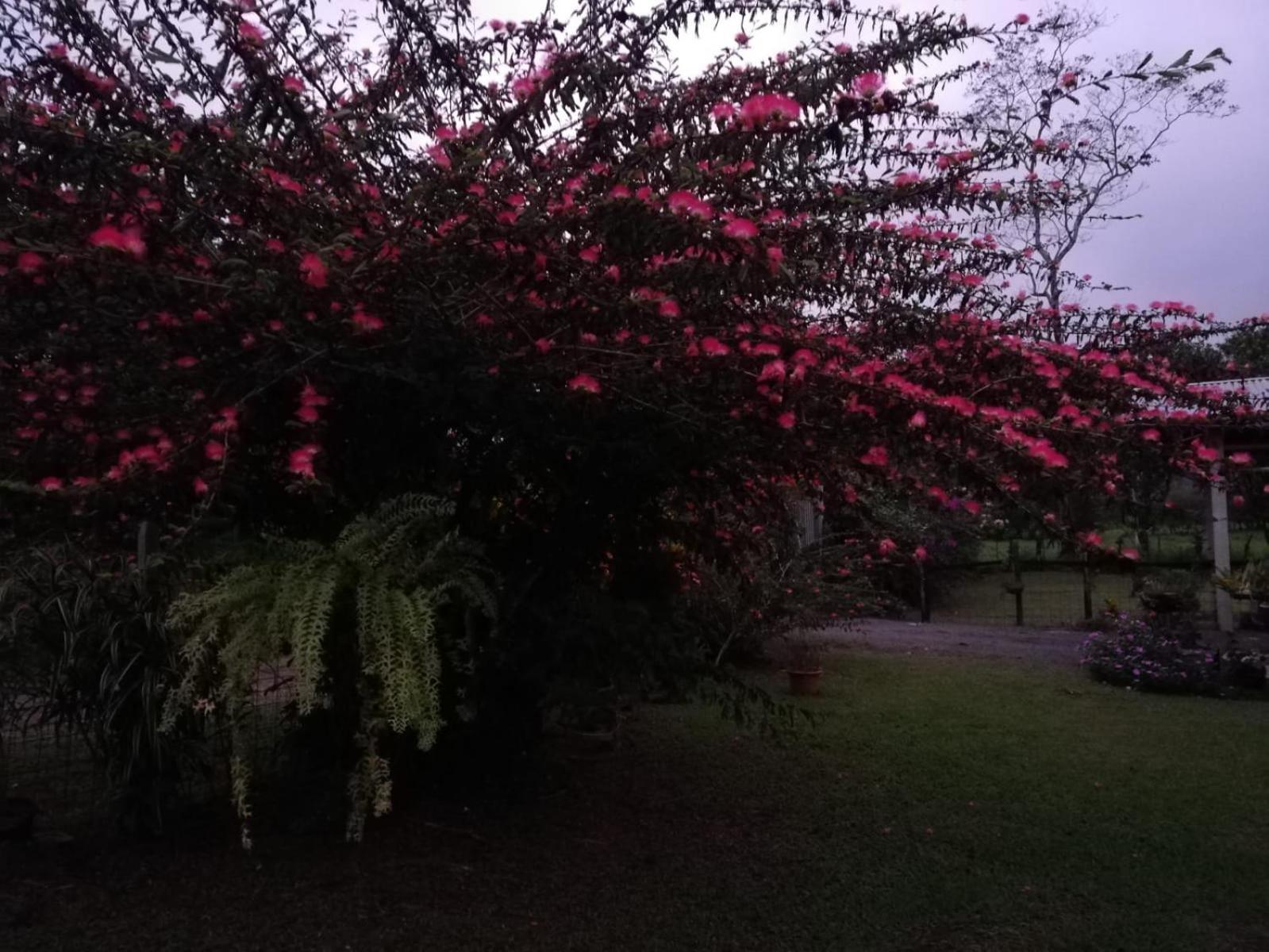 Paraiso Verde Siqurres Da Alegria Zewnętrze zdjęcie